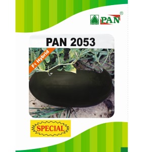 Pan 2053 Spl Watermelon Seeds | F1 Hybrid | Buy Online at Best Price