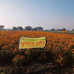 Indus Marigold Pushparaj Orange Seeds | F1 Hybrid | Buy Online at Best Price