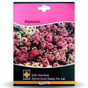 Alyssum Ornamental Flower Seeds - Indo American | F1 Hybrid | Buy Online at Best Price