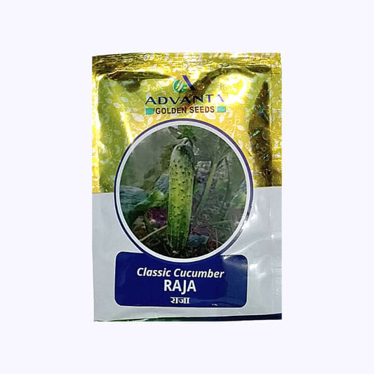 Classic Raja Cucumber Seeds - Advanta | F1 Hybrid | Buy Online at Best Price