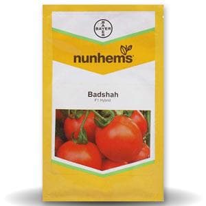 Badshah Tomato Seeds - Nunhems | F1 Hybrid | Buy Online at Best Price