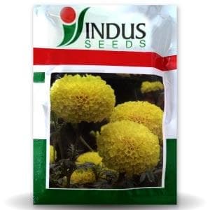 Benz Tall Marigold Seeds -Indus | F1 Hybrid | Buy Online at Best Price