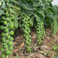 Speedia Brussels Sprouts Seeds - Bejo | F1 Hybrid | Buy Online Now