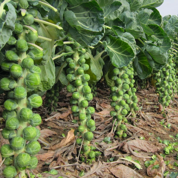 Speedia Brussels Sprouts Seeds - Bejo | F1 Hybrid | Buy Online Now
