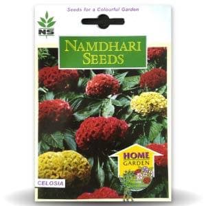 Celosia Cristata Amego Mix Seeds - Namdhari | F1 Hybrid | Buy Online at Best Price