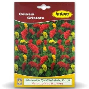 Celosia Cristata Seeds - Indo American | F1 Hybrid | Buy Online at Best Price