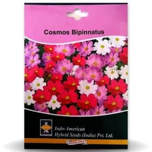 Cosmos Bipinnatus Seeds - Indo American | F1 Hybrid | Buy Online at Best Price
