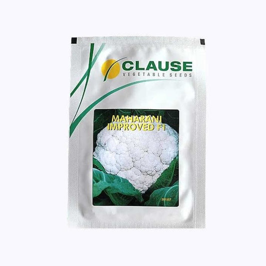 Maharani Improved Cauliflower Seeds | Buy Online At Best Price