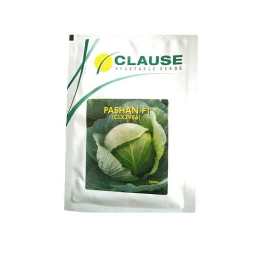Pashan Cabbage Seeds | Buy Online At Best Price