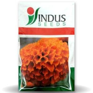Deep Orange Marigold Seeds - Indus | F1 Hybrid | Buy Online at Best Price
