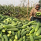 Nazia Cucumber Seeds - East West | F1 Hybrid | Buy Online at Best Price