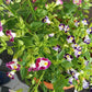 Torenia Pearl Mix Seeds - Indus | F1 Hybrid | Buy Online at Best Price