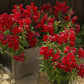 Antirrhinum Floral Showers Seeds - Sakata | F1 Hybrid | Buy Online at Best Price