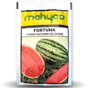 Fortuna Watermelon Seeds - Mahyco | F1 Hybrid | Buy Online at Best Price