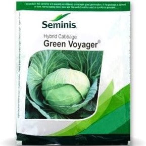Green Voyager Cabbage Seeds | Buy Online At Best Price