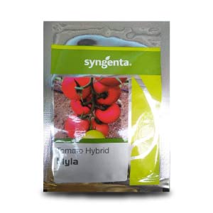 Myla Tomato Seeds - Syngenta | F1 Hybrid | Buy Online at Best Price