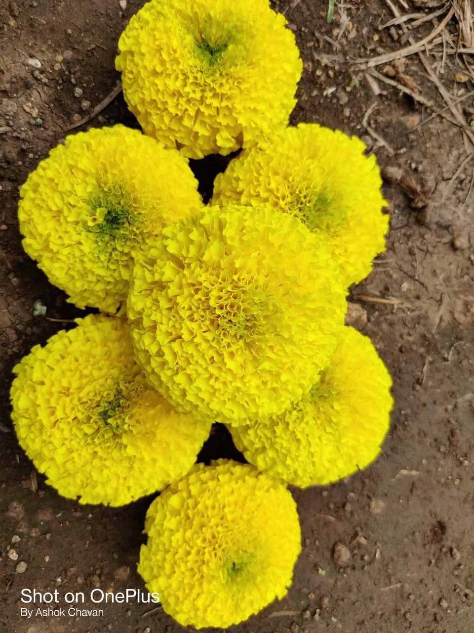 sakata marigold seeds Yellow Star Marigold Seeds - Sakata | F1 Hybrid