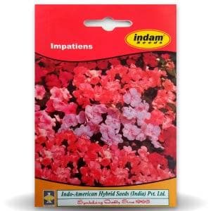 Impatiens Flower Seeds - Indo American | F1 Hybrid | Buy Online at Best Price