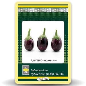 Indam 614 Brinjal Seeds - Indo American | F1 Hybrid | Buy Online at Best Price