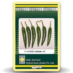 Indam 67 Chilli Seeds - Indo American | F1 Hybrid | Buy Online at Best Price