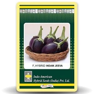 Indam Jeeva Brinjal Seeds - Indo American | F1 Hybrid | Buy Online at Best Price