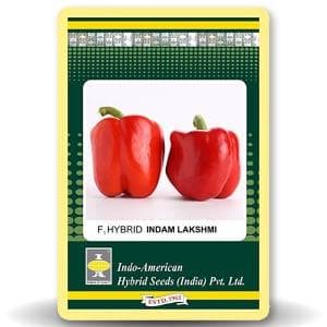 Indam Lakshmi Capsicum Seeds - Indo American | F1 Hybrid | Buy Online at Best Price
