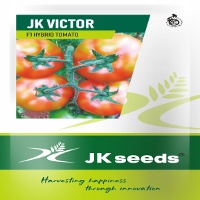 JK Victor Tomato Seeds (Acidic) | F1 Hybrid | Buy Online at Best Price