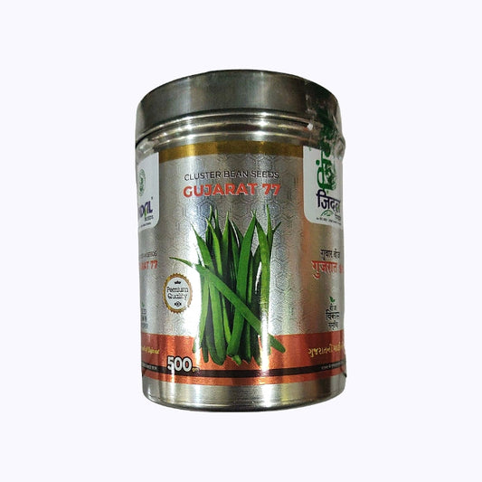 Gujarat 77 Cluster Beans Seeds - Jindal Seeds | F1 Hybrid | Buy Online Now