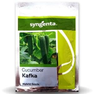 Kafka Cucumber Seeds - Syngenta | F1 Hybrid | Buy Online at Best Price