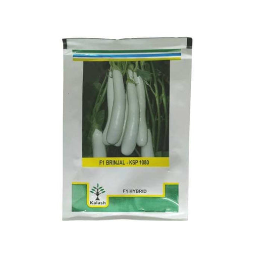 KSP 1080 White Brinjal Seeds - Kalash | F1 Hybrid | Buy Online at Best Price