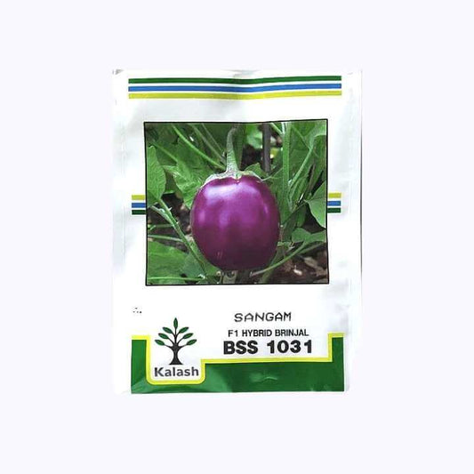 Sangam (BSS 1031) Brinjal Seeds - Kalash | F1 Hybrid | Buy Online at Best Price