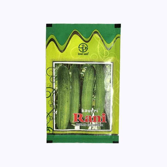 Kaveri Rani Cucumber Seeds | F1 Hybrid | Buy Online at Best Price