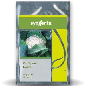 Lucky Cauliflower Seeds - Syngenta | F1 Hybrid | Buy Online at Best Price