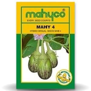 MAHY 4 Brinjal Seeds- Mahyco | F1 Hybrid | Buy Online at Best Price
