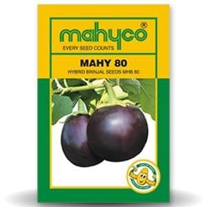 MAHY 80 Brinjal Seeds - Mahyco | F1 Hybrid | Buy Online at Best Price