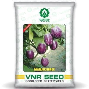 Manjushree Brinjal Seeds - VNR | F1 Hybrid | Buy Online at Best Price