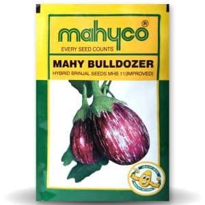 MAHY Bulldozer Brinjal Seeds - Mahyco | F1 Hybrid | Buy Online at Best Price