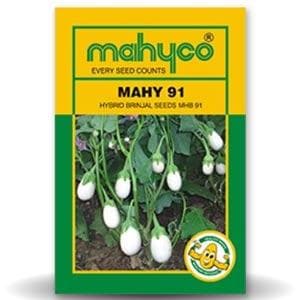 MAHY 91 White Brinjal Seeds - Mahyco | F1 Hybrid | Buy Online at Best Price