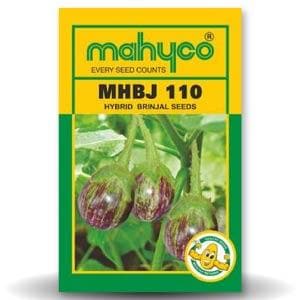 MHBJ - 110 Brinjal Seeds - Mahyco | F1 Hybrid | Buy Online at Best Price