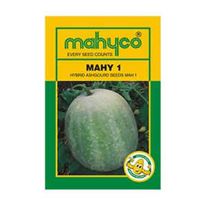 MAHY 1 Ash Gourd Seeds - Mahyco | F1 Hybrid | Buy Online at Best Price