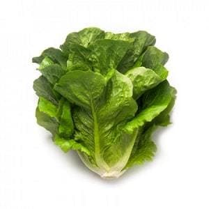 Maximus RZ (41-95) Cox Lettuce Seeds - Rijk Zwaan | F1 Hybrid | Buy Now