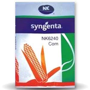 NK 6240 Maize Seeds - Syngenta | F1 Hybrid | Buy Online at Best Price
