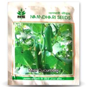 NS 499 (KUK 9 / 45) Cucumber Seeds - Namdhari | F1 Hybrid | Buy Online at Best Price
