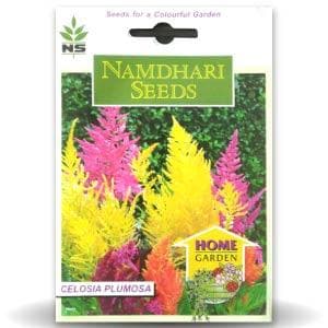 NS Celosia Plumosa S.D. Kimono Mix Seeds - Namdhari | F1 Hybrid | Buy Online at Best Price