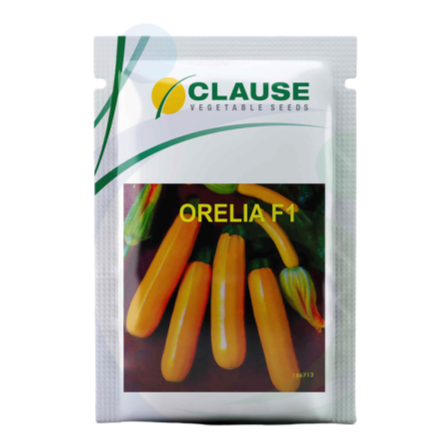 Orelia Squash Seeds | Buy Online At Best Price