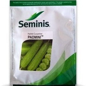 Padmini Cucumber Seeds | Buy Online At Best Price