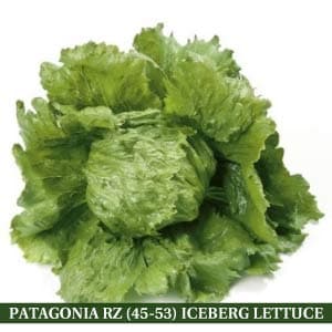 Patagonia RZ (45-53) Iceberg Lettuce Seeds - Rijk Zwaan | F1 Hybrid | Buy Online at Best Price
