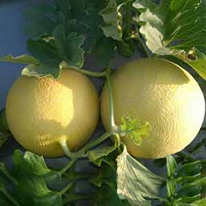 Rocky 2 Musk Melon Seeds - Fito | F1 Hybrid | Buy Online at Best Price