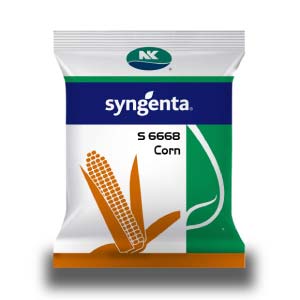 S 6668 Maize Seeds - Syngenta | F1 Hybrid | Buy Online at Best Price