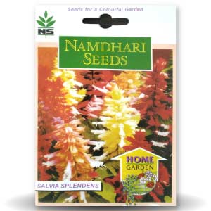 NS Salvia Salsa Seeds - Namdhari | F1 Hybrid | Buy Online at Best Price